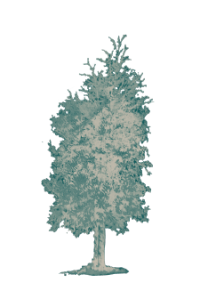 ROBLE